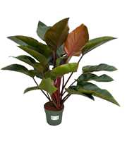 Philodendron Red Beauty