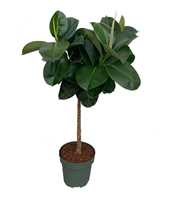 Ficus Makana