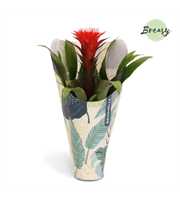 Guzmania Rockyflower Hope Jungle kraft