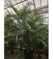 Dypsis lutescens (Areca)