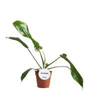 Philodendron Joepii