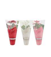 Anthurium 3 color mix in Couture sleeve