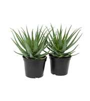 Aloe arborescens 21 cm