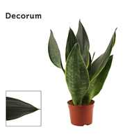 Sansevieria Black Diamond 9 cm (Decorum)