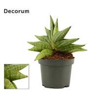 Sansevieria Classic fan 9 cm (Decorum)