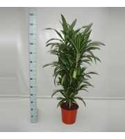 Dracaena Ulises 60 vertakt