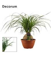 Beaucarnea bol 20 cm (Decorum)