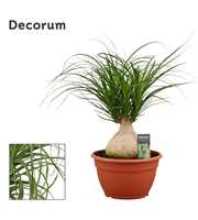 Beaucarnea bol 25 cm (Decorum)