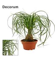 Beaucarnea recht 16 cm schaal (Decorum)