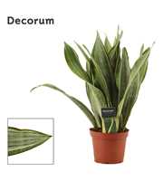 Sansevieria Aubrytiana Marlowe 14 cm (Decorum)