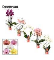 Phalaenopsis vormen mix 2 tak (Decorum)