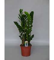 Zamioculcas 17 cm compact, 5+ veren