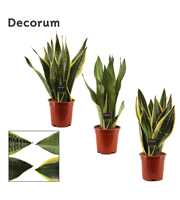 Sansevieria Super mix 17 cm (Decorum)