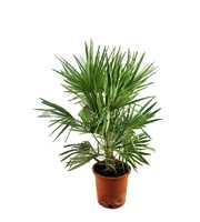 Chamaerops humilis