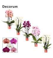 Phalaenopsis cascade 2 tak mix (Decorum)
