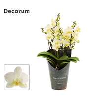 Phalaenopsis dazzling Lausanne 3-4 tak (Decorum)