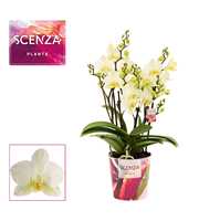 Phalaenopsis dazzling Lausanne 3-4 tak (Scenza)
