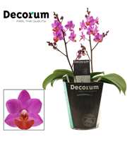 Phalaenopsis Table Mystery 2+ tak (Decorum)