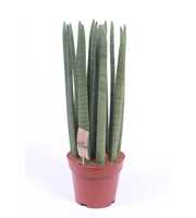 Sansevieria Straight