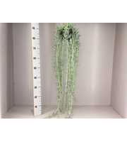 Senecio radicans XXL