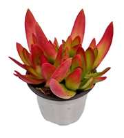 Crassula ' On Fire' - 801