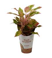 Aglaonema Light Pink Star