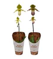 Paphiopedilum Pinocchio 9 cm
