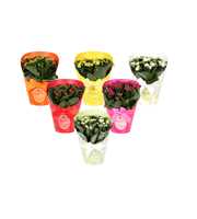 KP-848.1 - Kalanchoe Rosalina in Gifts cover