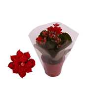 Kalanchoe Rosalina 06cm Don Justino rood, Blanco h