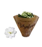 Kalanchoe Rosalina 06cm wit in papieren hoes