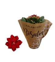 Kalanchoe Rosalina 06cm rood in papieren hoes