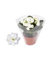 Kalanchoe Rosalina 06cm Don Dione wit, Blanco hoes