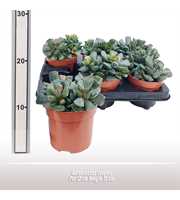 Adromischus cooperi