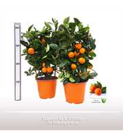 Calamondin Rek