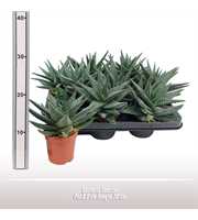 Gasteria Seastar