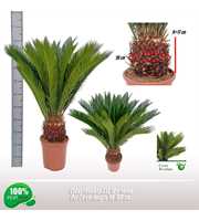 Cycas revoluta