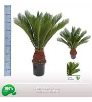 Cycas revoluta