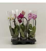 Phalaenopsis Elegant Cascade Cascade Unoboga gemen