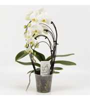 Phalaenopsis overig Cascades Rainbow Wit