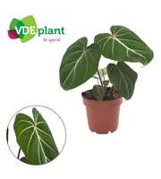 Philodendron Gloriosum 12cm