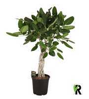 Ficus benghalensis Audrey flat braid