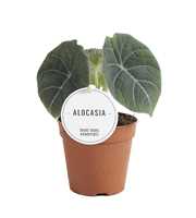 Alocasia Maharani