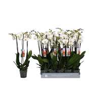 Phalaenopsis White, 3-spike 22 +