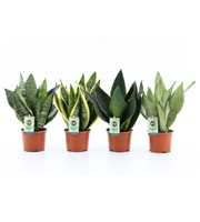 Sansevieria Mix 4 soorten