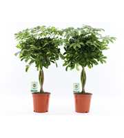 Schefflera arboricola Mix gevlochten stam