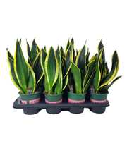 Sansevieria Black Gold 14 cm