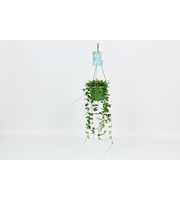 HangonGreen Hoya Puber 14 cm