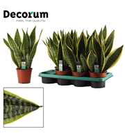 Sansevieria Superba 14 cm (Decorum)