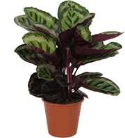 Calathea 19cm Angela Rhythm of Nature zonder hoes