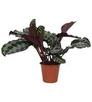 Calathea 19cm Kennedy Rhythm of Nature zonder hoes